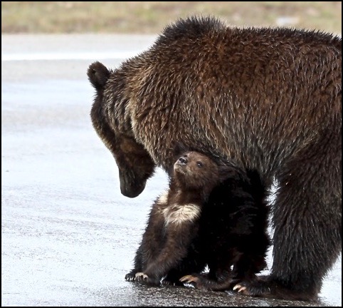 Grizzly bear mom with cub leaning against her
